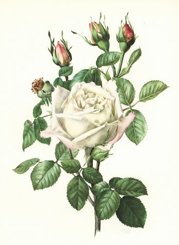 位图 植物图案 写意花卉 花朵 玫瑰 免费素材产品工业素材免费下载