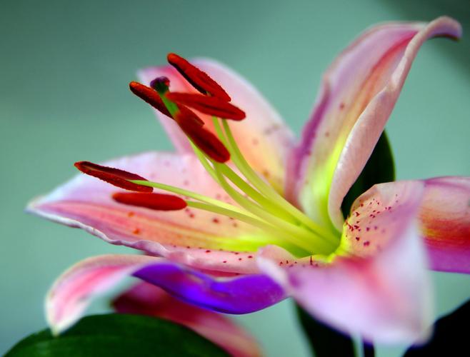 位图 植物摄影 写实花卉 花朵 百合 免费素材产品工业素材免费下载